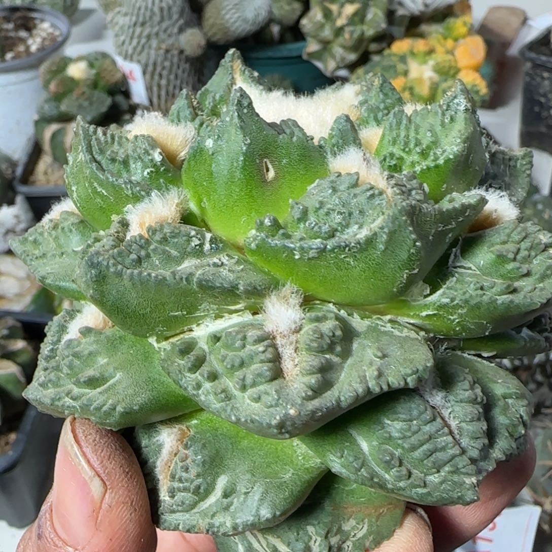 【闪购商品】10厘米龙牙龟甲206