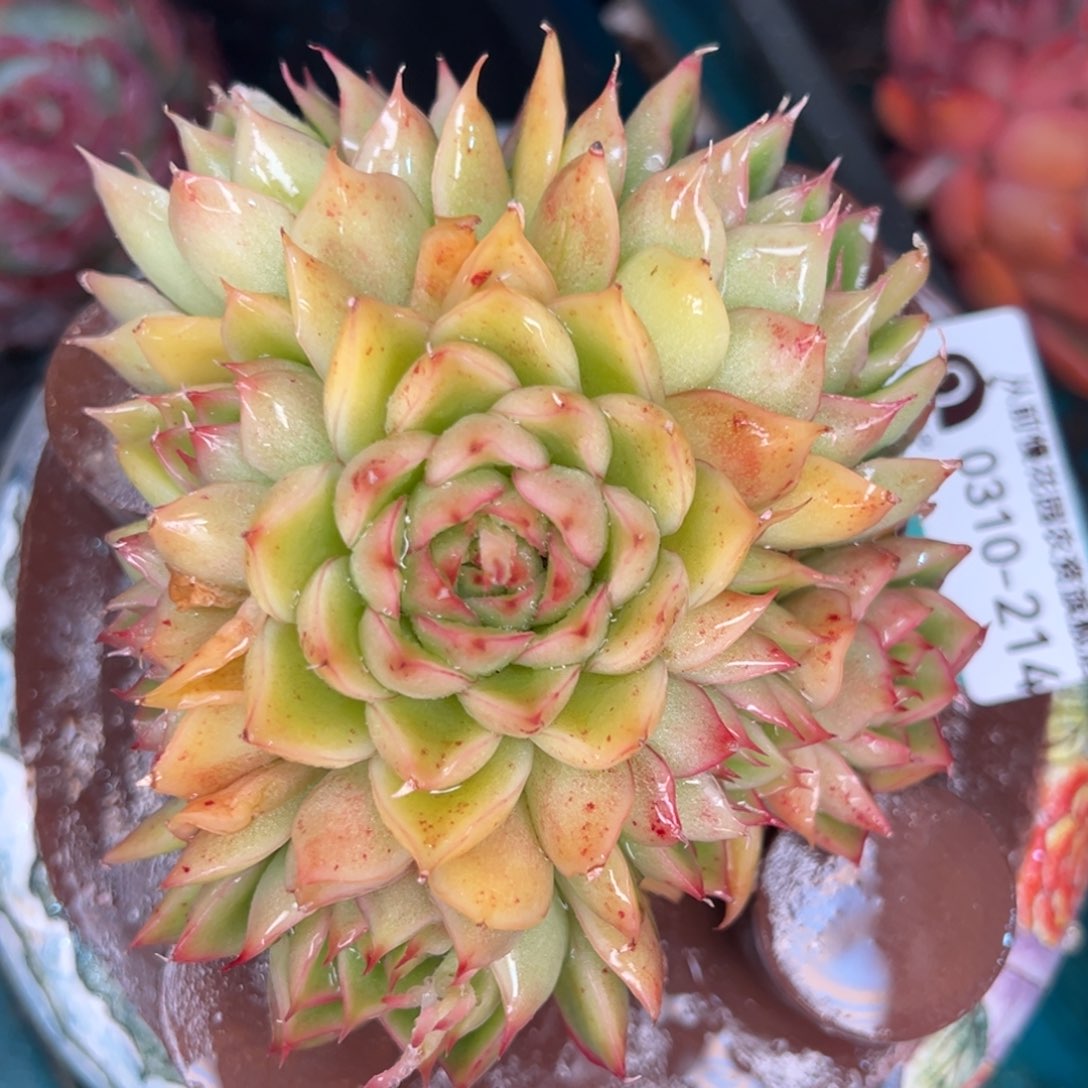 从前慢多肉精选编号0310.214