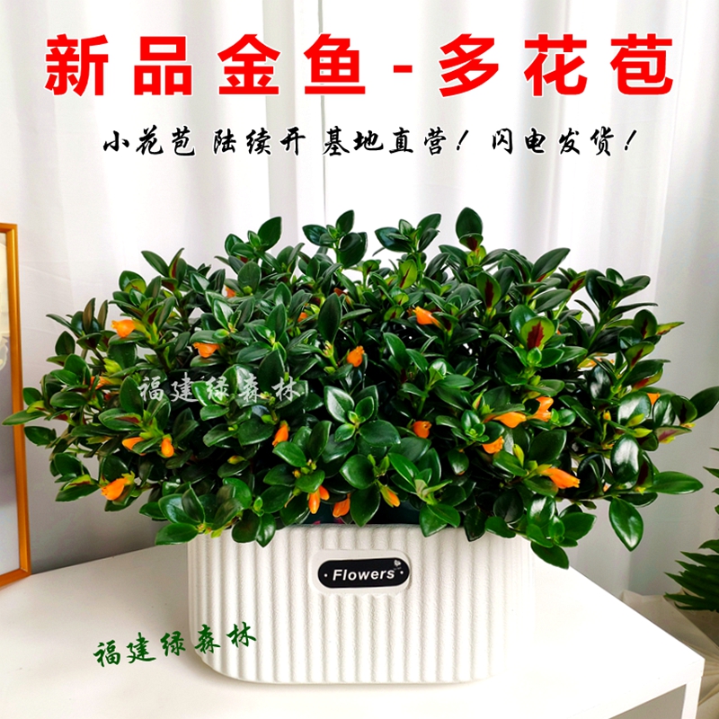 多花苞春季新品雅雯盆金鱼吊兰绿植盆栽花期超长花卉室内花卉好养