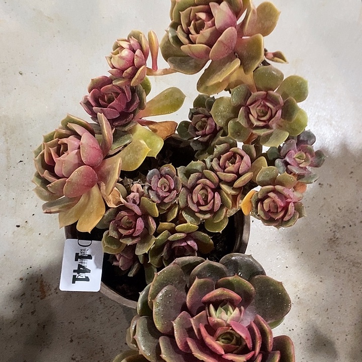 杨***舞141大红袍多肉植物多肉