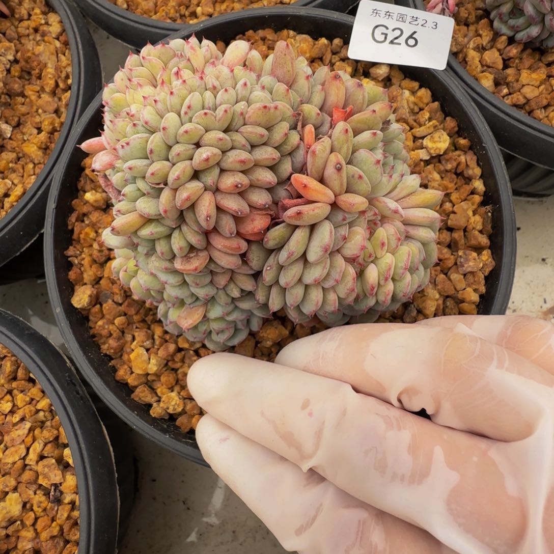 g g g g g g g g g 26