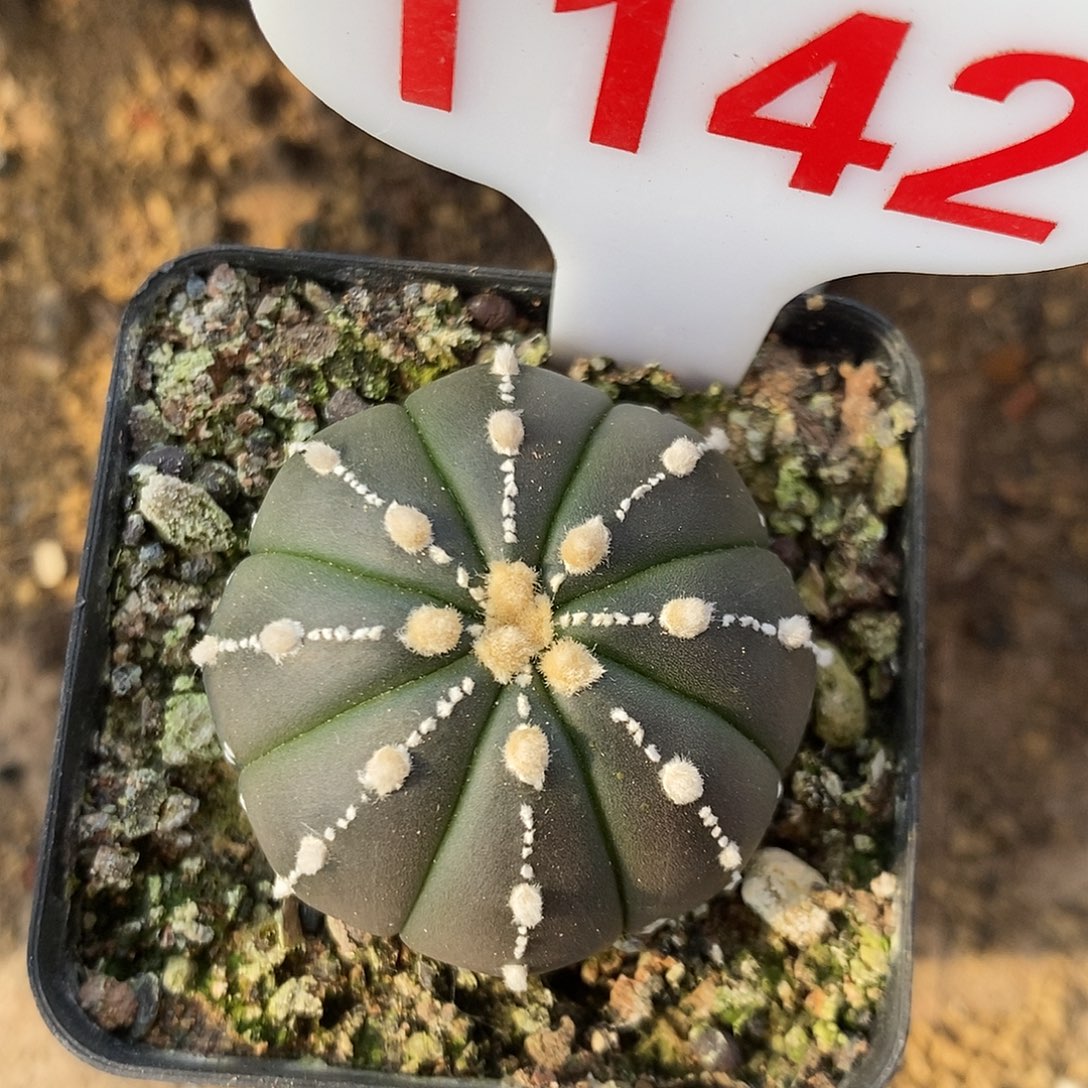 1142琉璃连线兜特了特价