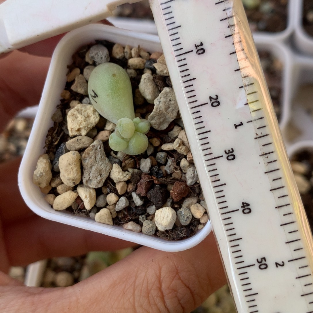 奶油体 不凑满28元发一片叶 不售后 到付