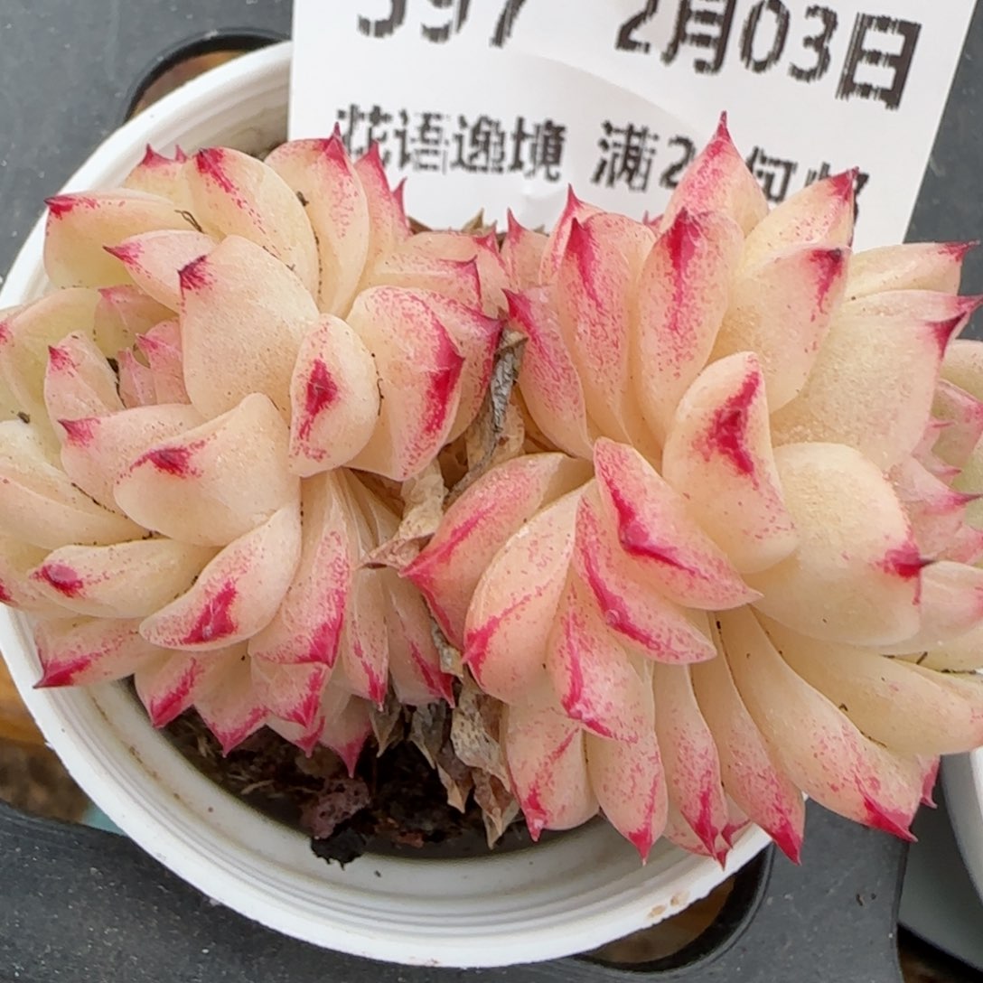 花语逸镜0203-597