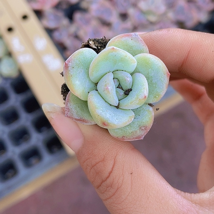 66精品轰动2颗一组