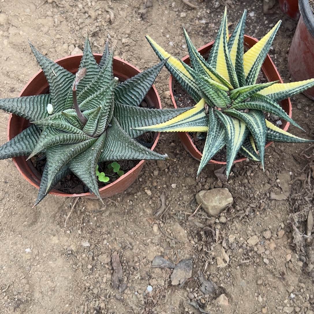 多肉植物两颗肉肉