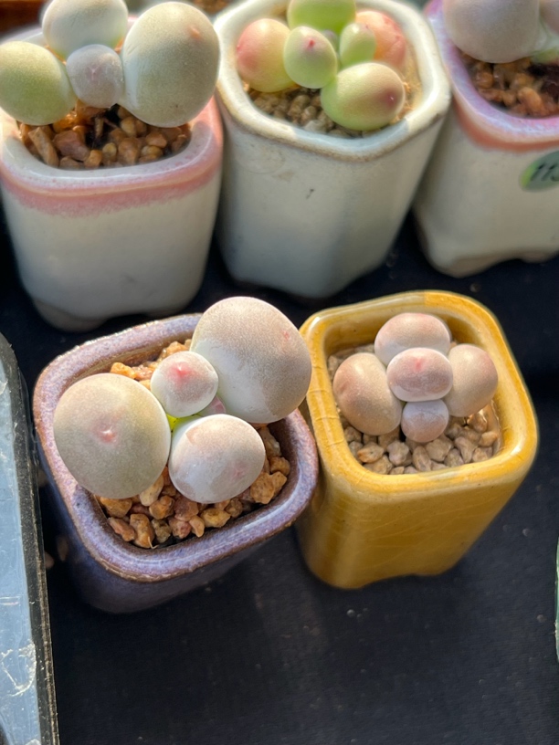 米可 两颗 一物一拍 是东东啊专拍