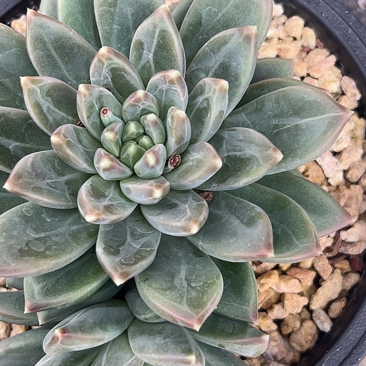 美人大群特价一物一拍