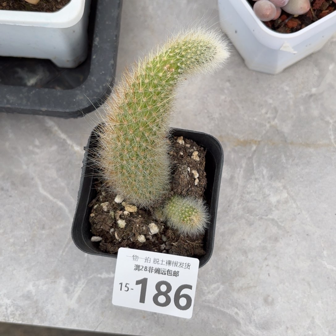 九尾狐多肉多肉多肉