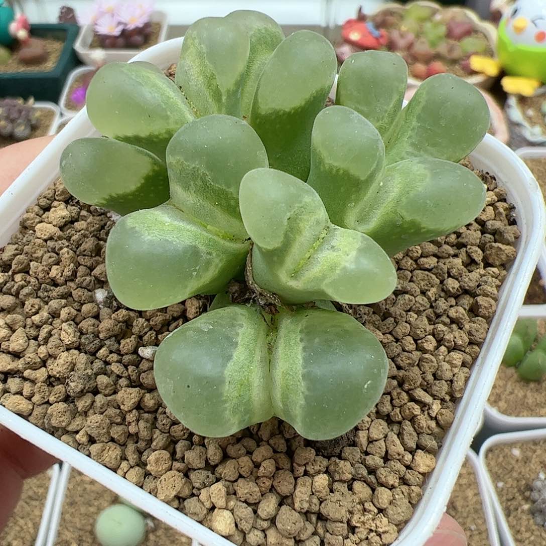 【闪购商品】56 风铃