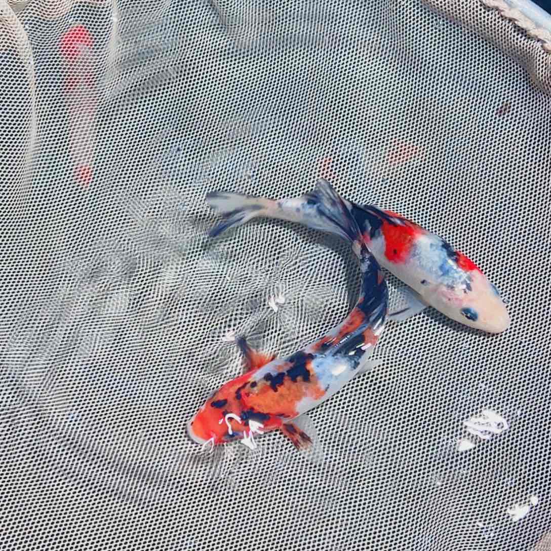 锦鲤锦鲤观赏鱼1111