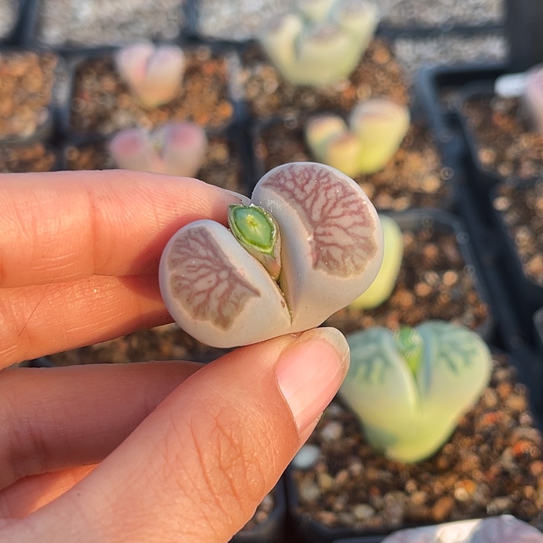 一物一拍菊母本2175无根