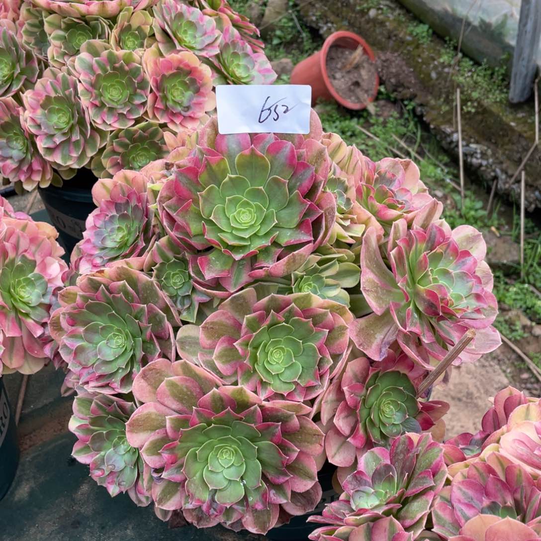 老五多肉6521111111