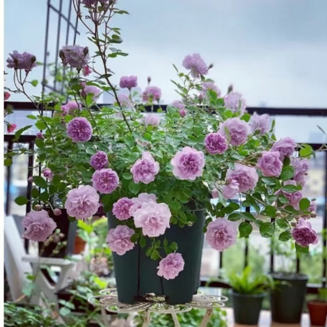蓝色阴雨扦插月季苗可藤可灌多年生品种月季花卉盆栽阳台景观