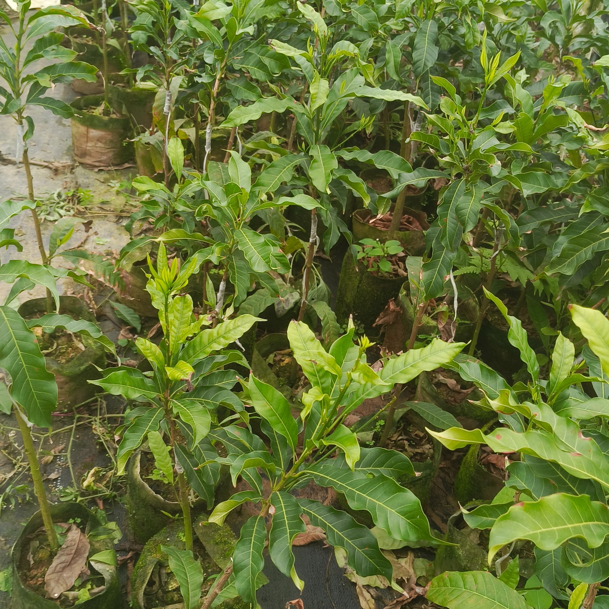 锦宏精选绿植一物一拍