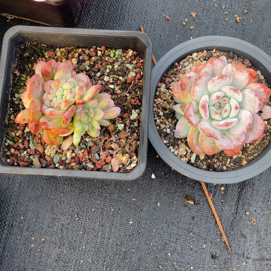 风***铃爱丽儿清台子不包断枝