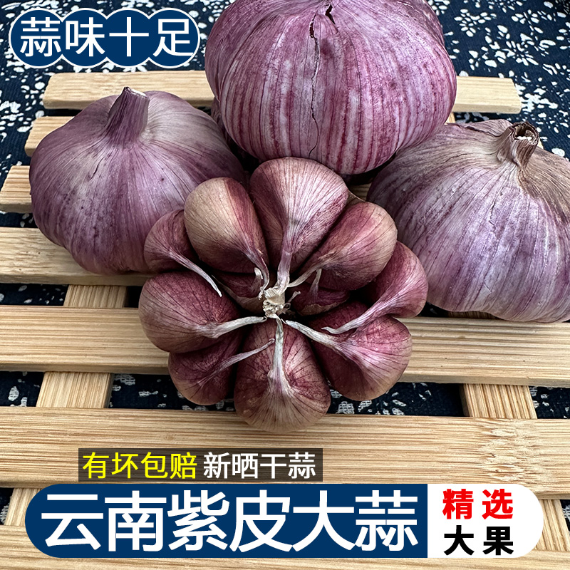 2025年正宗云南紫皮大蒜老品种新干蒜多瓣蒜辛辣包邮