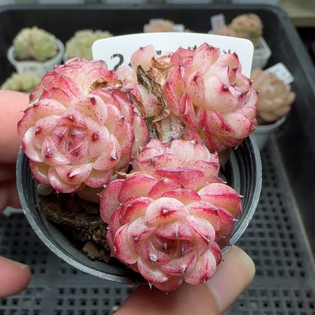 0203-247（小魔仙）