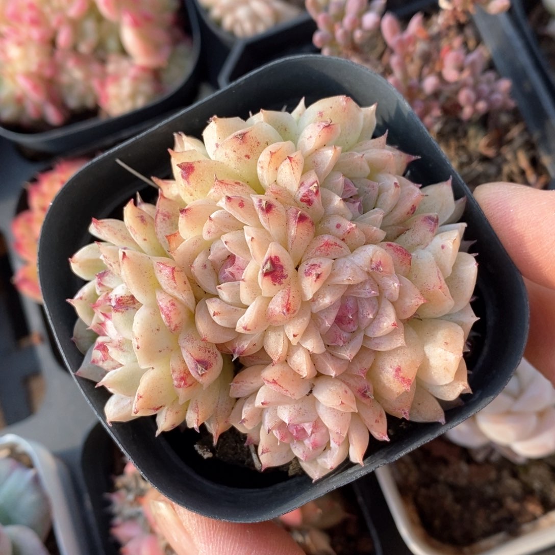 精品多肉一物一批不包整40