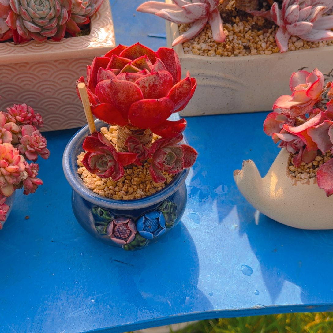 安****多肉植物组合盆栽植物