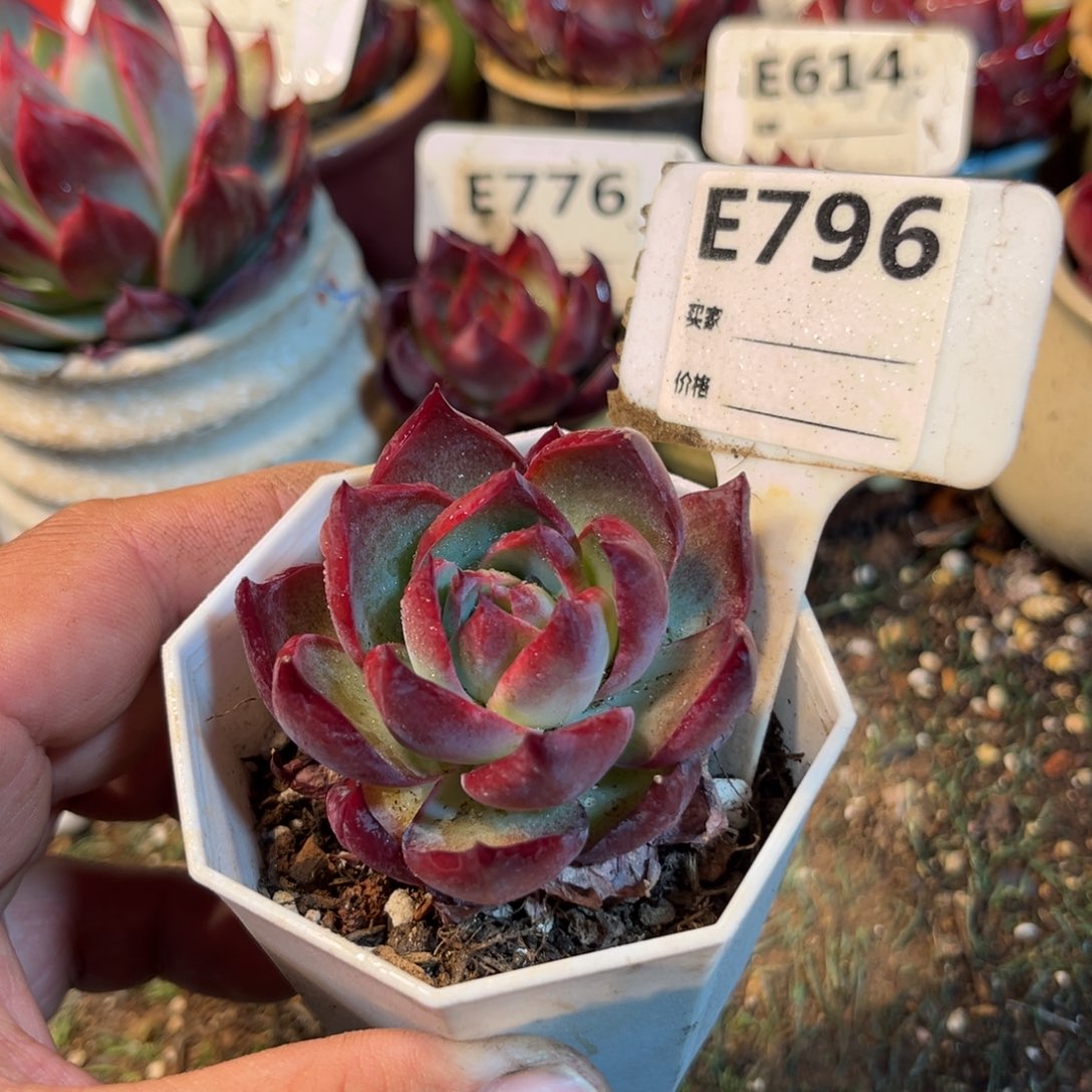 惊鸿一瞥796好多肉