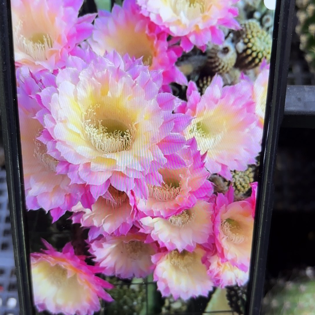 马丙彩侧牙20包邮仙人球23