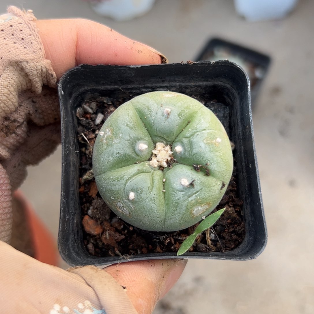 小鱼儿饿吐中央音乐学院中文系