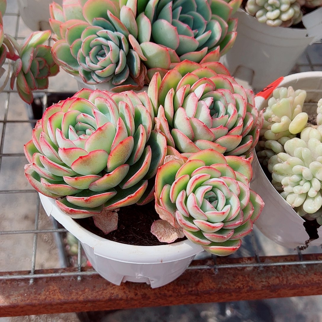 晨露多头群生精品特价