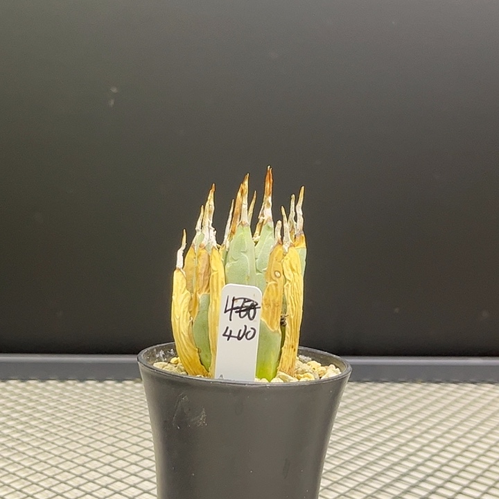 无花朵曲刺妖炎400