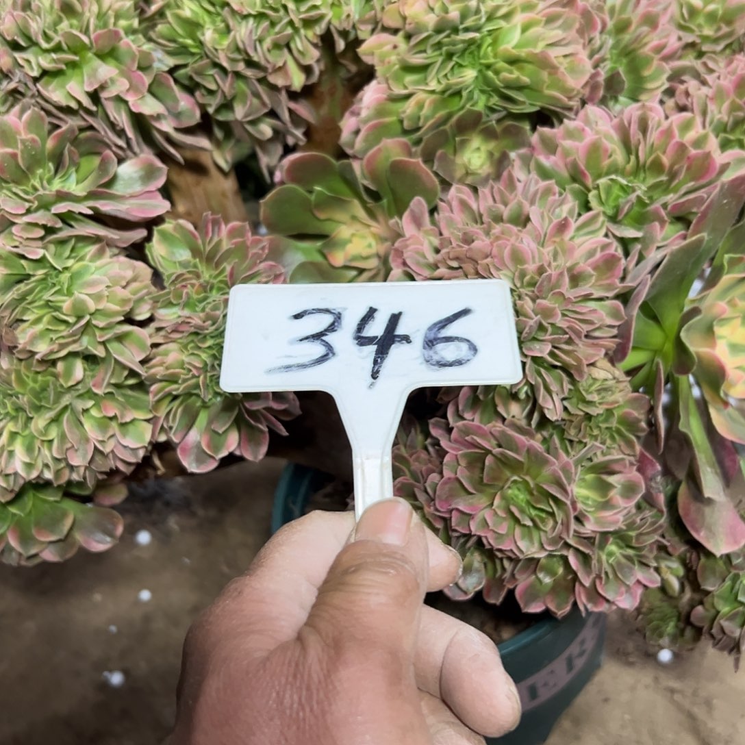 小***艾多肉植物香菲缀花346