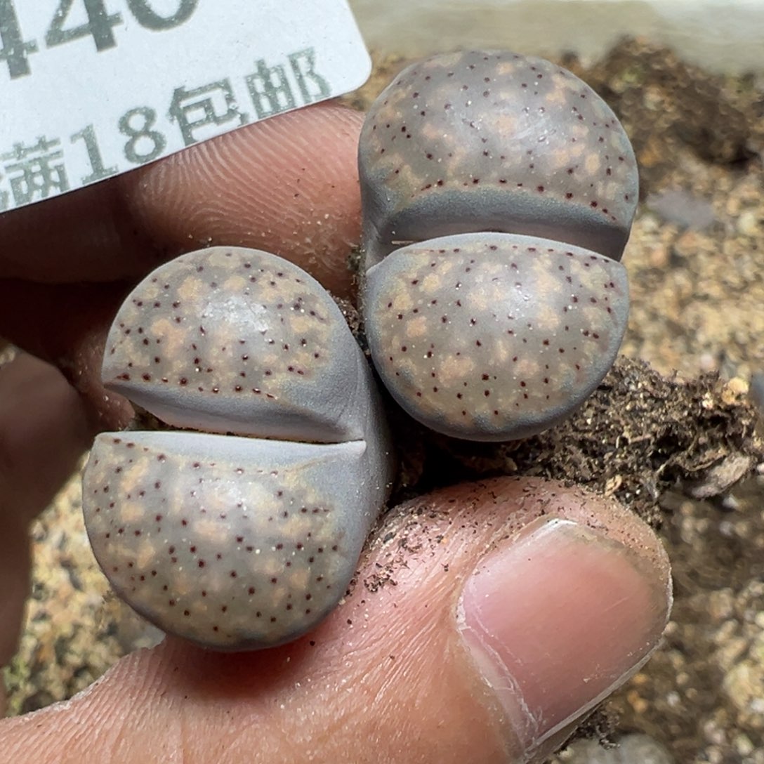 【闪购商品】 440。    