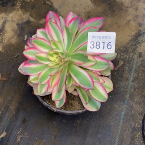 倾城多肉植物3816