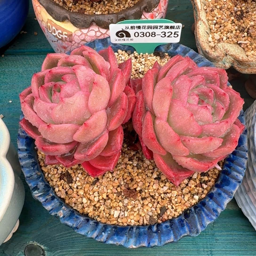 从前慢多肉精选编号0308.325