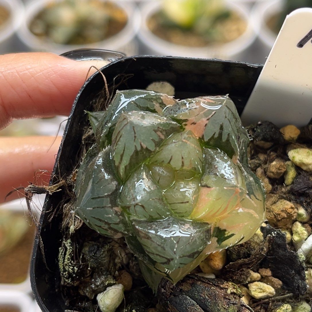 14实生玉露锦3.8公分福利专场