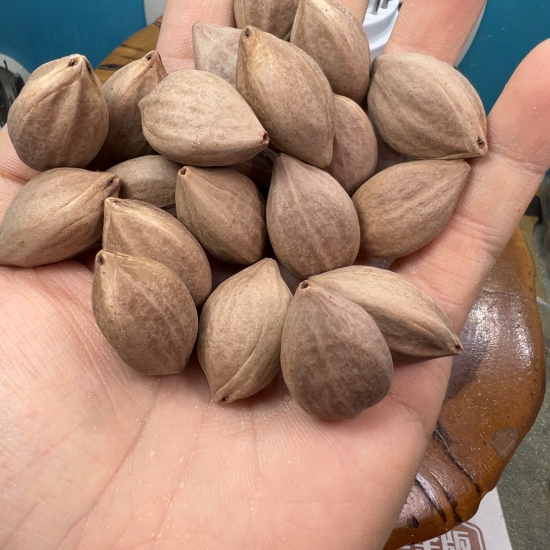 橄榄核手串/手链橄榄核原料正三角1.7-1.9+的一斤