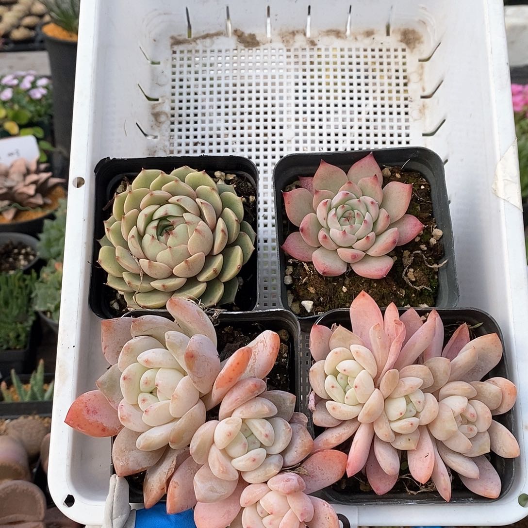 039 四颗 (橙子脱土，另外两个带盆土)