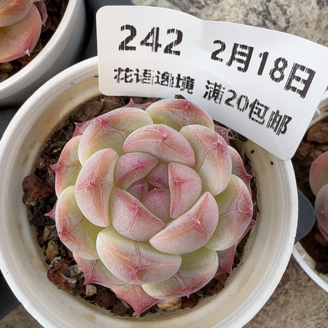 花语逸境0218-242