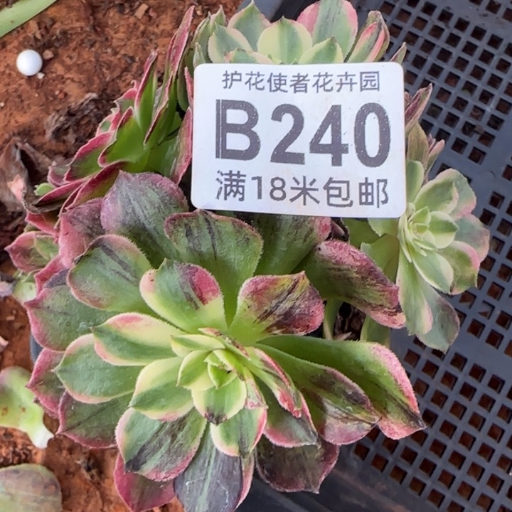 多肉法师淘宝福利