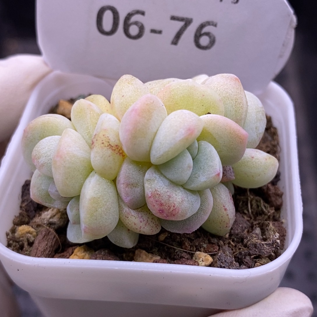 【闪购商品】06-76
