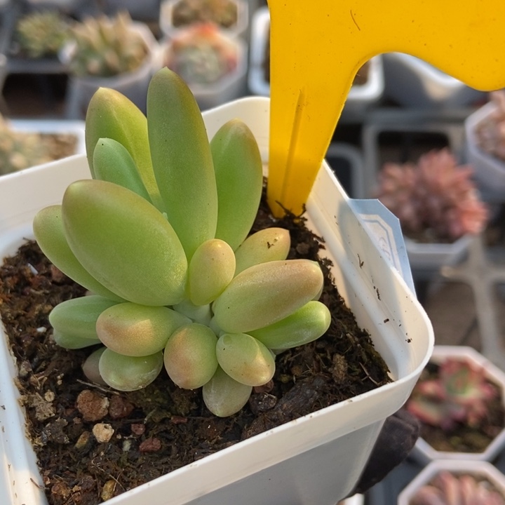 940芒果奶多肉植物保护