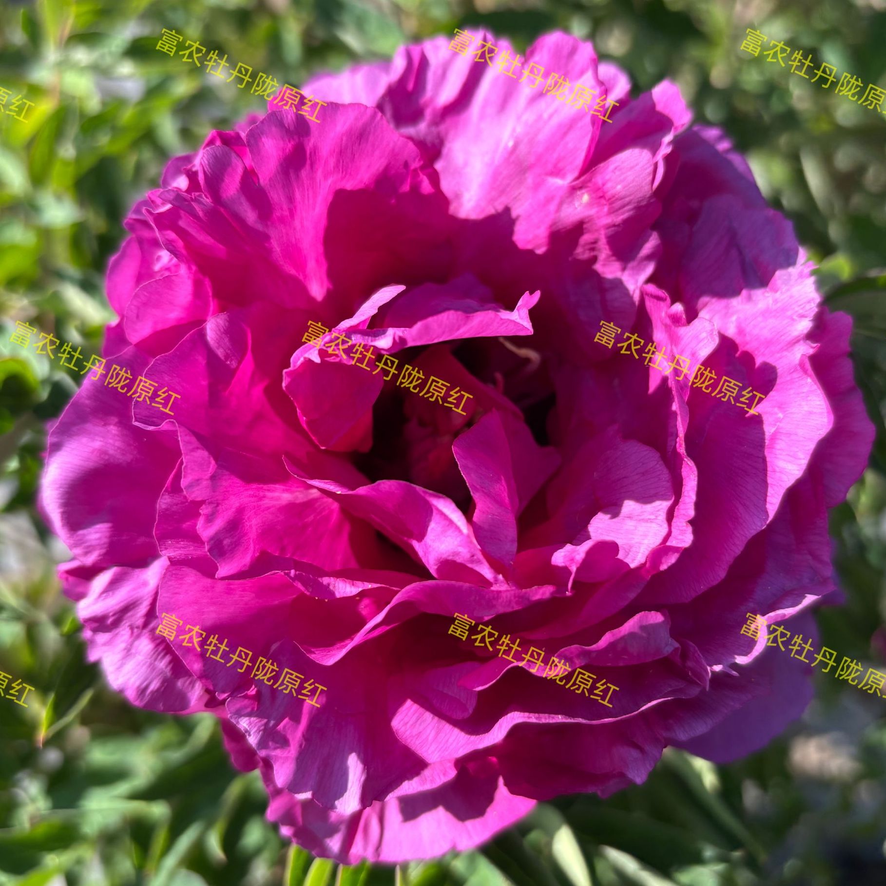 富农紫斑牡丹陇原红嫁接苗牡丹花花卉洛阳