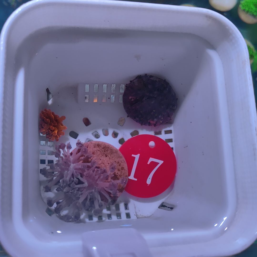 玺***【玺专属17+2号】小体小奶嘴1 闪千手1 草皮1