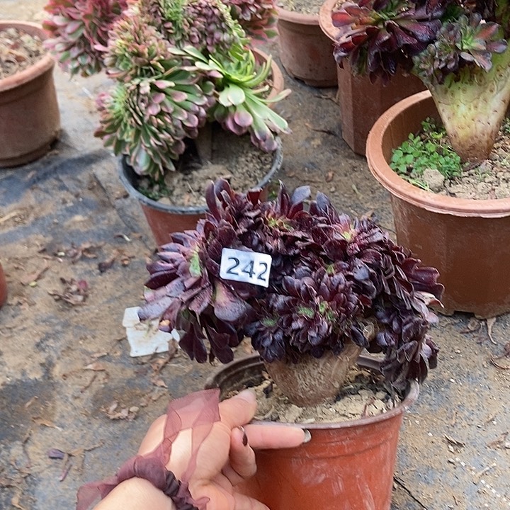 242欧紫缀化老板子法师