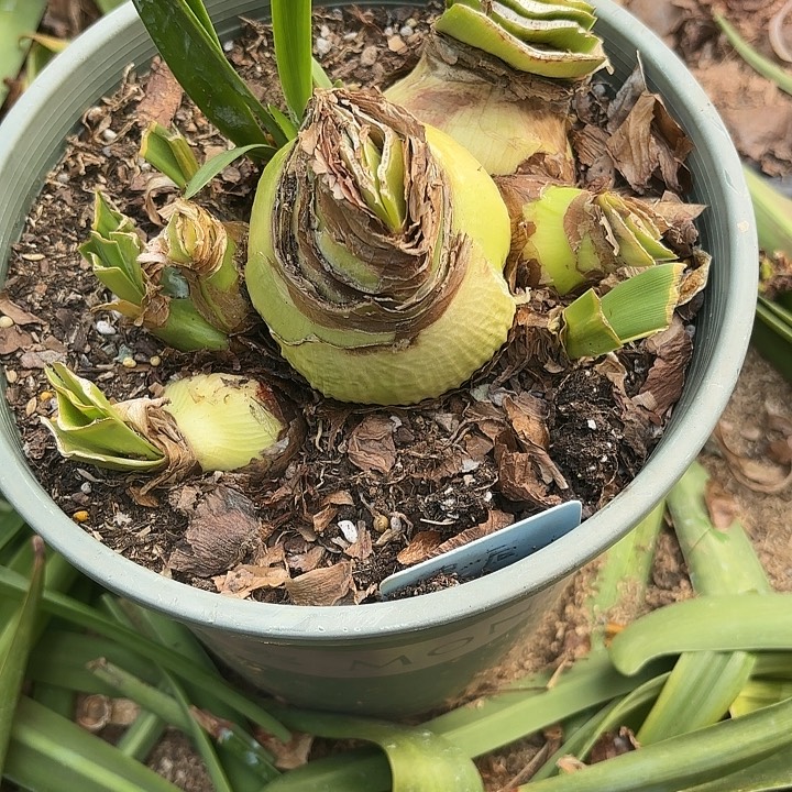 无花朵朱顶红选美皇后一坨