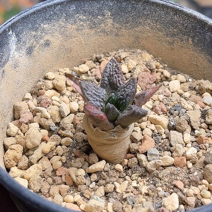 哥斯拉牡丹实生球2.4公分冠幅