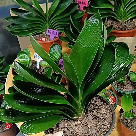 完全开放君子兰麻脸苗