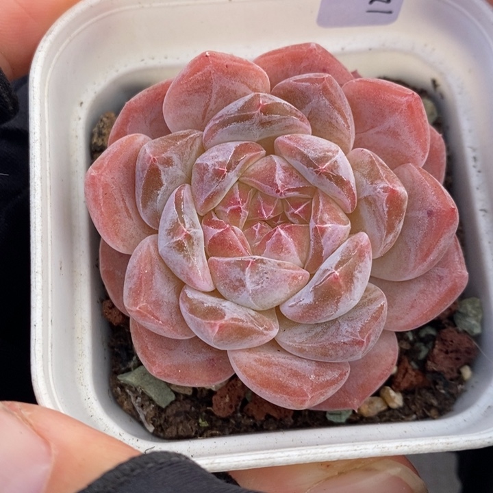 1211-507，粉魄多肉