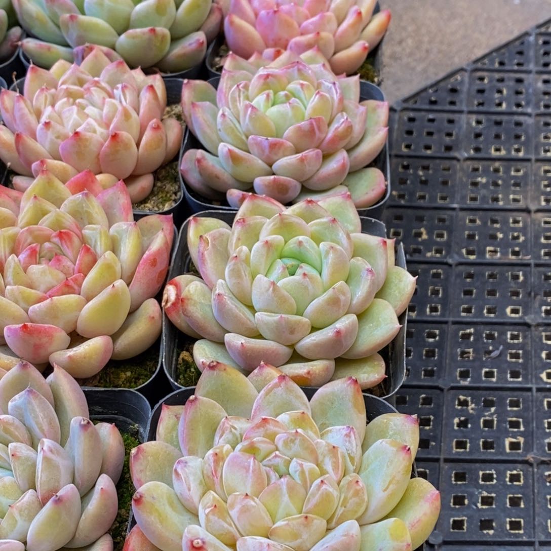 463多肉植物保护研究所所长