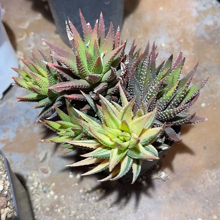 满38包邮2天凑单，脱土晾根发货多肉植物古笛锦