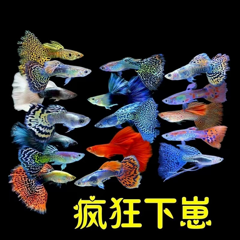 2条精品孔雀鱼